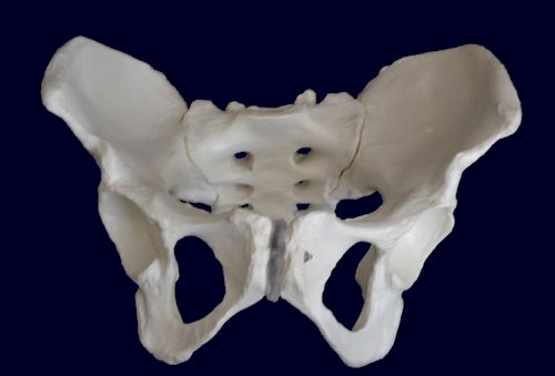 Medical Anatomical Female Pelvis Skeleton Model, Life Size