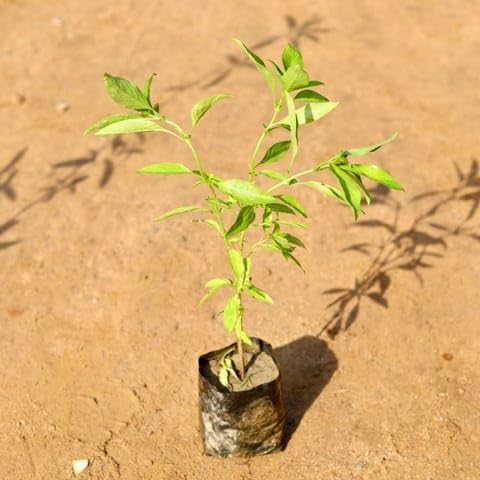 SRI ARAV NURSERY GARDEN Sweet Basil in 4 Inch Nursery Bag-image-19