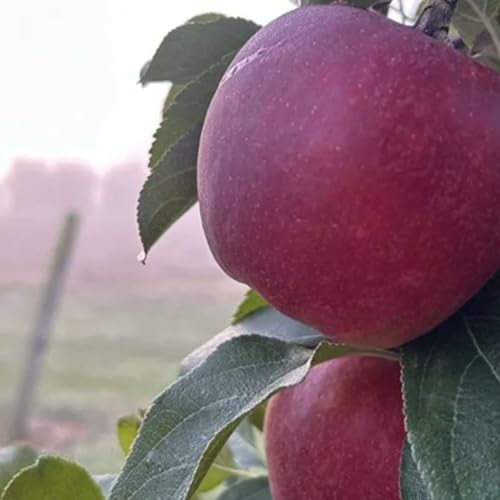 Season 6, Episode 18 - Dry Fall, Fast Maturity Podcast Por  arte de portada