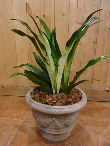 万年青　曙 Amazon｜万年青（オモト）曙（あけぼの） 和風の和み アンティーク風