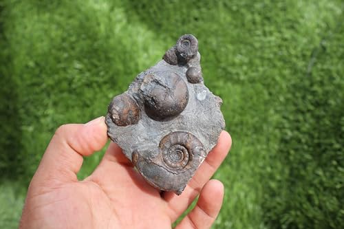 Image of Ammonite Fossil Natural Platyclymenia & Goniatites Plate Fossil Devonian Fossil from Morocco A59