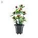 Produktbild Kuizhiren1 Künstliche Blumen, 1 Stück, künstliche Obstpflanze Bonsai-Performance Garten Hochzeit Party Decor, 3, 3