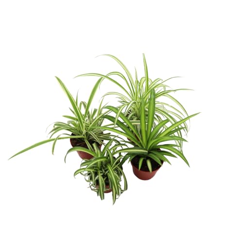 Three Assorted Spider Plants, 2.5 inch grower's Pot, Variegated Spider