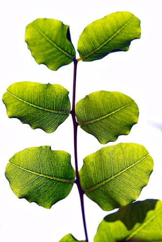 Planta natural Ceratonia Siliqua. Algarrobo 15-20 cm. En cepellón. Resistencia a sequías, mejora del suelo, frutos nutritivos, sombra abundante y bajo mantenimiento.