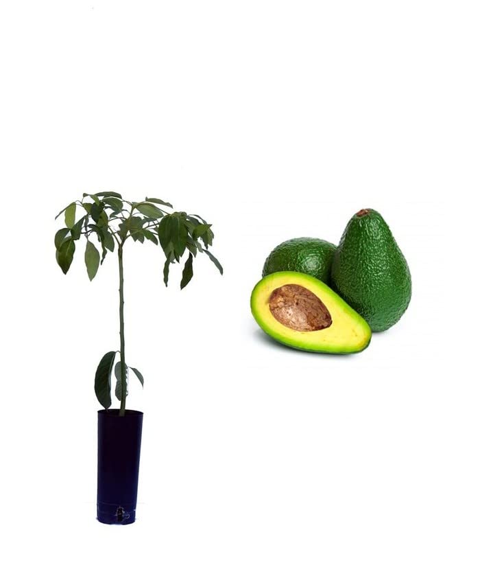 Aguacate Planta Natural Árbol del Aguacate Persea Americana