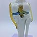 Knee Joint Simulation Model Medical Anatomy Human 1:1 Life Size