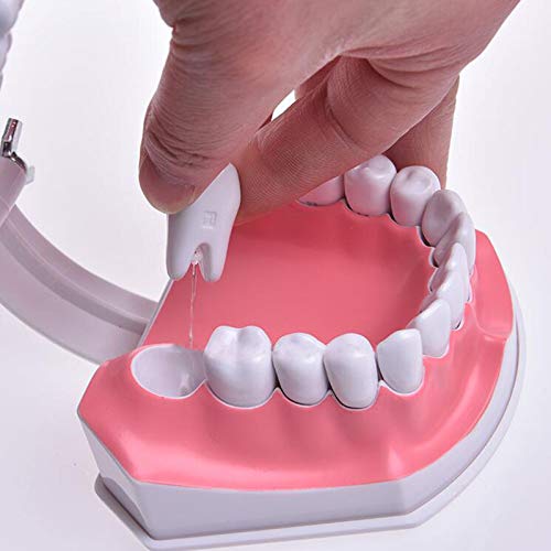 Miniatura 6 de Dental Dientes cepillado modelo para enseñanza educativo materiales Demo equipos con inferior extraíble dientes dentista herramienta