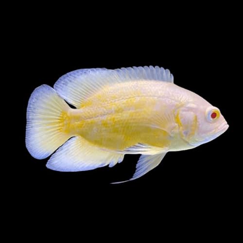 Santboz Lemon Oscar Cichlid 1.5–2” Live Freshwater Aquarium Fish – Bright Yellow Tropical Pet | Vibrant Color, Active & Hardy Cichlid | Easy Care for Home Aquariums