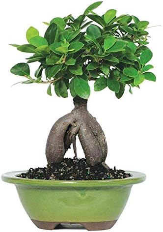 From You Flowers - Ficus Ginseng Indoor Bonsai Tree for Birthday, Anniversary, Get Well or Celebration
