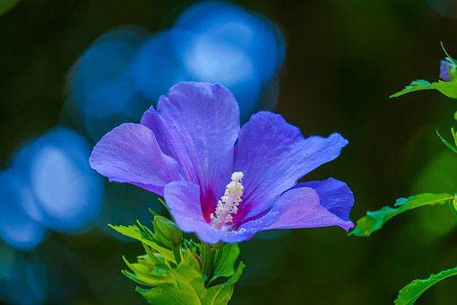GLOBALPLANTS BLUE HIBISCUS LIVE PLANTS (B0B314H18C) Amazon Price History, Amazon Price Tracker