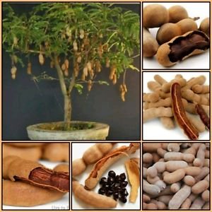See full amazon price history chart for Creative Farmer Fruit Seeds Fresh Thai Tamarind Fruit Seeds Sweet Indian Date Makam Fruit Seeds Non Hybrid Fruit Seeds Kitchen Garden Pack Creative Farmer Fruit Seeds Fresh Thai Tamarind Fruit Seeds Sweet Indian Date Makam Fruit Seeds Non Hybrid Fruit Seeds Kitchen Garden Pack (B075PWDSJR) Amazon Price History, Amazon Price Tracker