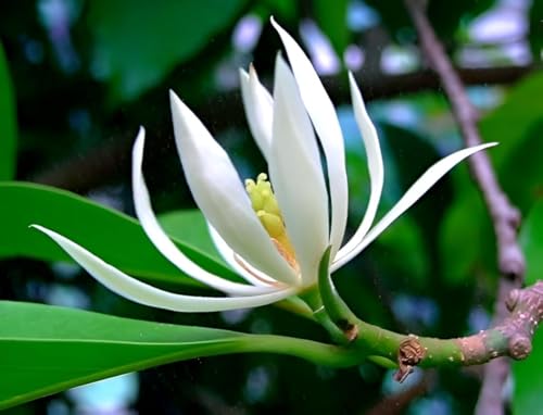 Image of Most Beautiful Fragrange Hybride inch Flower inchTree Plant Pack of 1|| For Home Garden Outdoor Live Flower Tree Plant (White Swarna Champa)