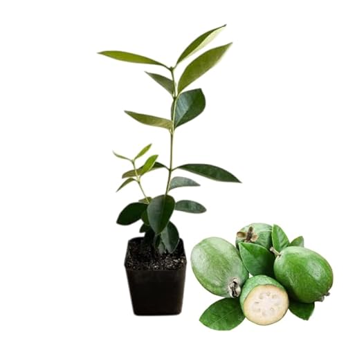 Pineapple Guava Tree Live Plant, Sweet Guavas Plant Tropical Fruit Tree 4-6 Inch Tall