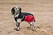 HUNTER Hundemantel Uppsala Allrounder, Farbe: anthrazit/rot, Wasser- und windabweisend, herausknöpfbares Innenfutter, reflektierende Paspeln, elastische Fixiergummis, optimaler Sitz, Größe: 55
