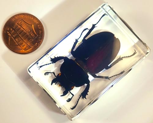 Image of 44mm Real Cottonwood Stag Beetle in Crystal Clear Lucite Resin Specimen Preserved Insect Bugs Taxidermy Crafts Collection for Biology Science Education & Desk Ornament Display Supplies
