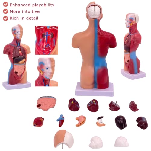 Image of 11 inch Human Body Model, 15 Pcs Removable Human Torso Anatomy Model for Student Study,Teaching Demonstration and Medical Education Display