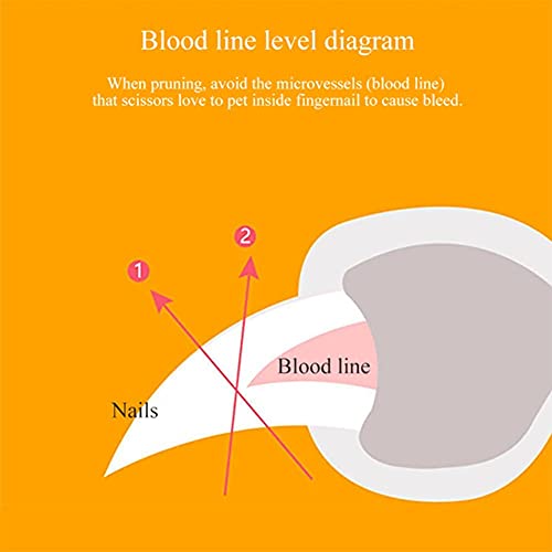 Pet Supplies Nail Clippers Pet Hond Kat Nagels Teen Klauw Schaar Met LED Licht Vergrootglas Anti-cut Bloedlijn Nail Clippers - Image 4