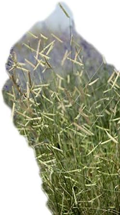 Blonde Ambition azul Grama zacate Bouteloua Gracilis 'Blond Ambition' paisaje listo 1galón contenedor