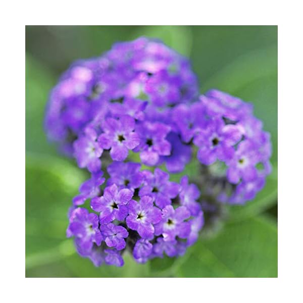 Paul Sebastian Women's Perfume, Fragrance by Paul Sebastian, Day or Night Scent, Eau de Parfum, CASUAL, 4 Fl Oz