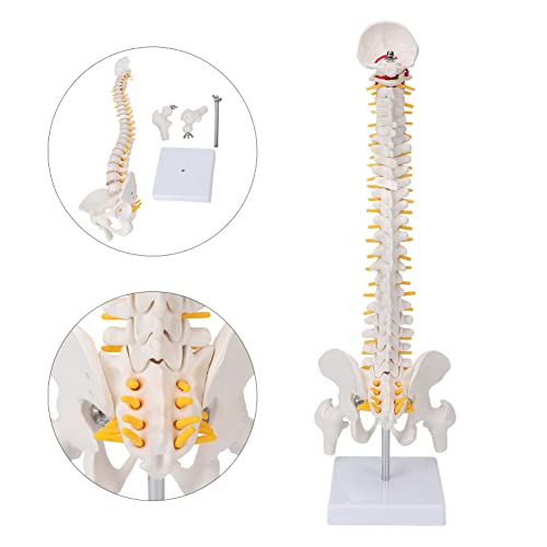 Colonne vertébrale anatomique flexible 45 cm avec vertèbres de la queue