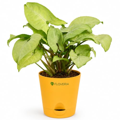 Image of Syngonium White Plant Live Indoor Plant with Pot, Air Purifying Houseplant for Home Decor, Low Maintenance Indoor Plants for Home, Live Plants with Pots, Office Desk Plant