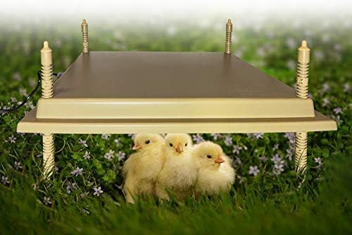 Titan Incubators HIGH LEG Chick Brooder Hen Special Model 40x50