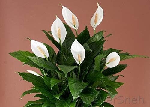EverSneh Real Live Indoor Live Plant From Kerala- Rare" Peace Lily" Spathiphyllum White Flower Plant (B0C97B8RG6) Amazon Price History, Amazon Price Tracker