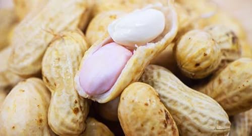 【訳あり】令和7年産 千葉県産 生落花生 無添加 おおまさり はねだし ゆで落花生用 3kg