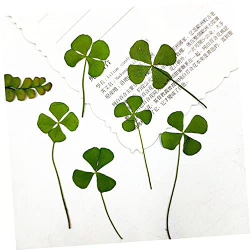 Trébol de cuatro hojas seco natural prensado para manualidades miniatura 5