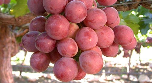 See full amazon price history chart for Creative Farmer India Red Globe Grape Seeds Garden Sweet Fragrant Juicy Fruit Creative Farmer India Red Globe Grape Seeds Garden Sweet Fragrant Juicy Fruit (B07N5233DD) Amazon Price History, Amazon Price Tracker