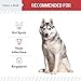 Dog Paw Wipes Antibacterial 50 Count - Antifungal Wipes for Dogs with 2% Chlorhexidine and 1% Ketoconazole - Good for All Breeds - Made in The USA