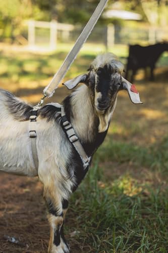 Goat Harness, Asatre Adjustable Lined Hemp Goat, Sheep,...