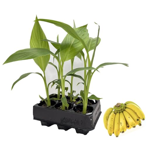 Musa Basjoo Jungpflanzen Winterfeste Banane 6er-Set