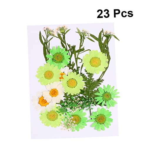 Hohopeti 23 Peças De Material De Flores Artesanais Margaridas Prensadas A Seco Flores De Folhas Seca
