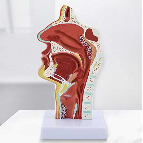 Modèle anatomique de cavité buccale nasale pour simplifier la relation docteur-patient - 8