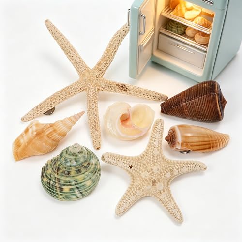 Imanes Decorativos de Concha de Mar 7Pcs