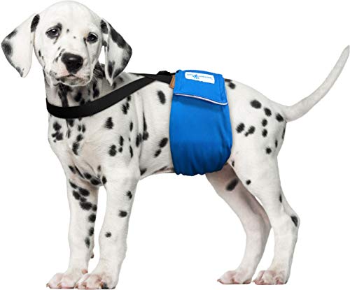 Image of Paw Inspired Dog Diaper Suspenders, Hook & Loop Fasteners, XS /Small, Black | Stretchy Adjustable Straps, Velcro Closures, For Female and Male Disposable and Washable Diapers