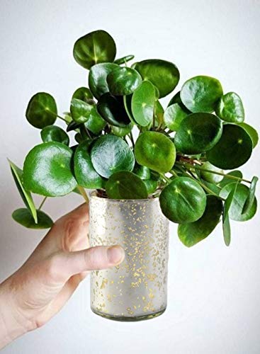 Serene Spaces Living Antique Silver Cylinder Vase, Vintage-Style Handmade Mercury Glass Finish For Weddings, Parties, Events, Measures 6" Tall And 3.5" Diameter #TOP4