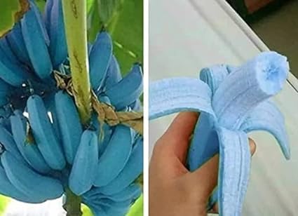Adhikaryshop All Time Blue Java Banana/Purple Banana/Ice Cream Banana Healthy Live plant Pack of 1 (B0CJMLNG8G) Amazon Price History, Amazon Price Tracker