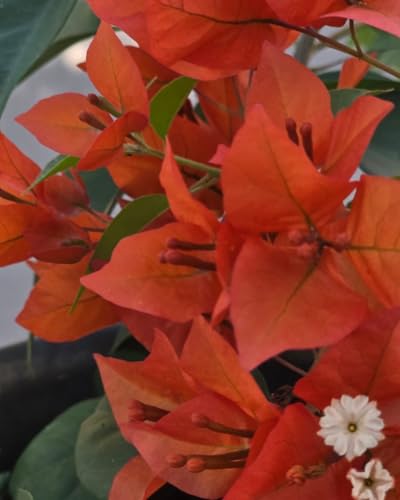 Image of Rare Bougainvillea Live Flower Plant || Healthy Live Plant with Grow Bag & Secure Packing || Beautiful Flower Garden Decoration (orange)