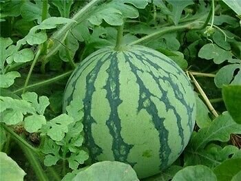 M-Tech Gardens 10 Watermelon seeds, exquisite watermelon, juicy sweet fruit seedsWATERMELON02-image-10