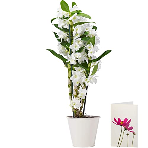 Morrisons The Best Indoor Dendrobium Orchid