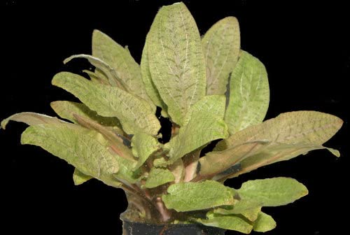 Cryptocoryne Wendtii 'Tropica' | Bronze Wendtii | Undemanding Aquatic Plant | Mid-Ground Placement | Potted (Insulated with Heat Pack)