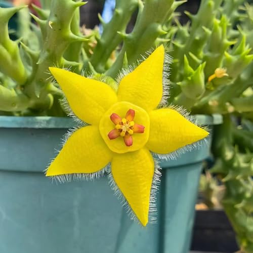 plantas carnívoras semillas resistentes, plantas exóticas plantas resistentes para balcones, plantas de jardin semillas de plantas de interior macetas semillas de flores semillas de 10pcs