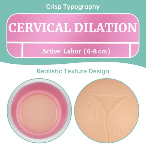 Image of Cervical Dilation Simulator with 1-8cm, Gynecological Examination Model, Chart on Display Board for Midwife and Doula Training, Medical Education, and Birth Learning