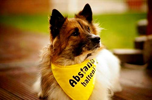 Dimples Hundehalstuch Gelb - Abstand Halten - Bitte Hund Nicht anfassen - Warn Halstuch, Bandana, Dreieckstuch für Hunde, die nervös, ängstlich, läufig, bissig oder in Ausbildung sind, Geschenk 30cm