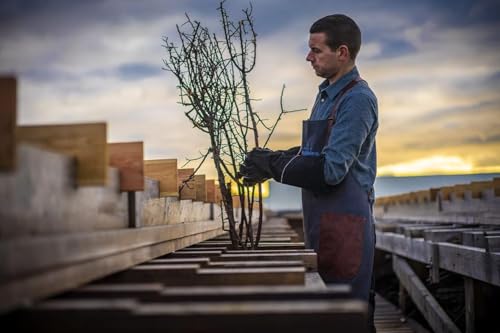 Blackthorn Scottish Gourmet Sea Salt Flakes - Natural and Unrefined - Sustainable Production - Mineral Rich Vegan - 1.4kg