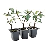 3 Star Jasmine in 2.5” Nursery Cubes (Trachelospermum jasminoides) | Evergreen Flowering Vine for Trellises, Fences & Groundcover | Ready-to-Plant Live Starter Plants