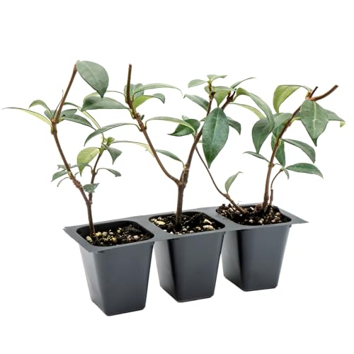 3 Star Jasmine in 2.5” Nursery Cubes (Trachelospermum jasminoides) |