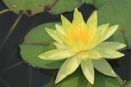 60 Pcs Mix Bonsai Bowl Lotus Seeds, Water Lilys Flower Plant, Lotus Seeds for Planting Water Features Seeds Non-GMO Fresh Garden Seeds 60 Pcs Mix Bonsai Bowl Lotus Seeds, Water Lilys Flower Plant, Lotus Seeds for Planting Water Features Seeds Non-GMO Fresh Garden Seeds